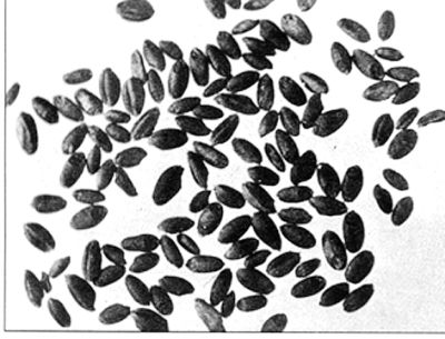 [Guangming Daily Science and Technology World]