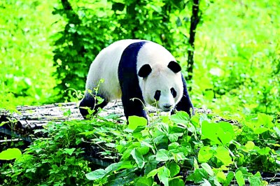 Hello! National treasure panda